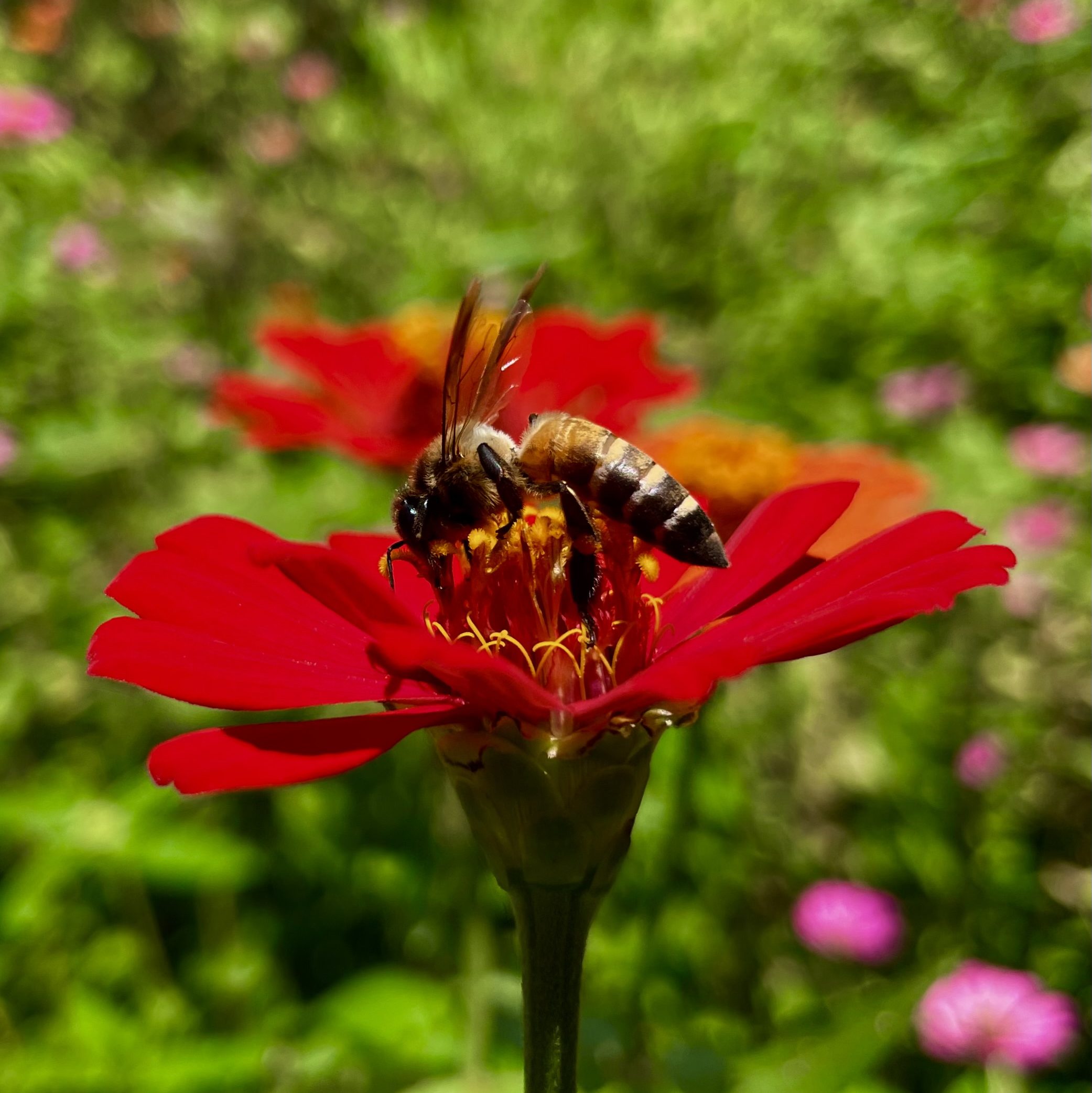A honeybee perched on a vibrant red flower, collecting nectar in a lush green garden.